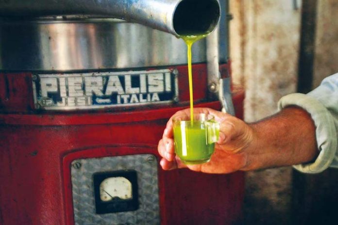 Olive harvest in Gaza Strip