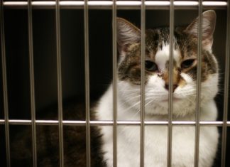 Cruelty free? Si, grazie. Ecco le aziende amiche degli animali