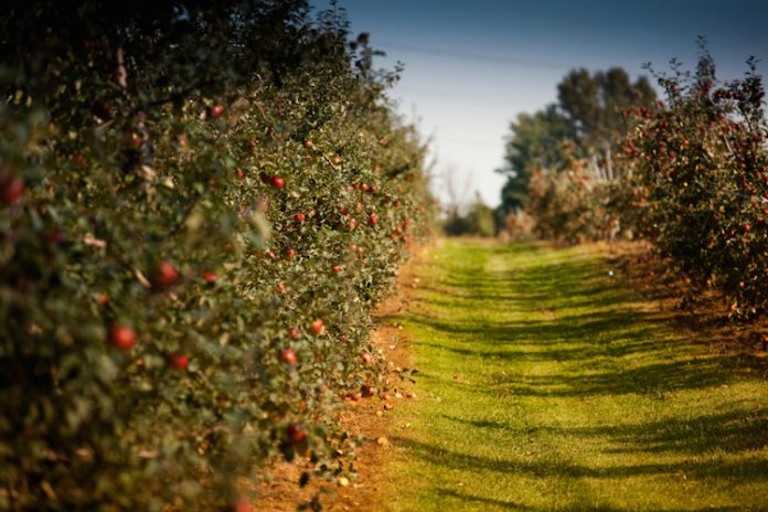 Apples at the orchard