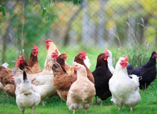 Pollo all’arsenico, negli Usa oltre il 70% è contaminato