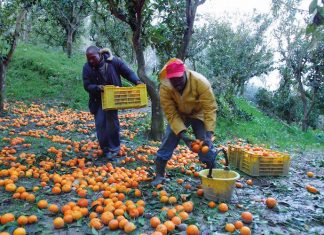 #FilieraSporca, la campagna per l’etichetta trasparente