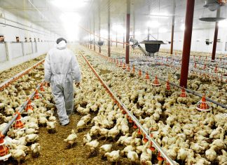 La strana coppia: Fbi e industria della carne contro gli animalisti CARNE fileni ALLEVAMENTI ANTIBIOTICO-RESISTENZA
