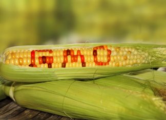 La svolta tedesca: mai Ogm nei nostri confini
