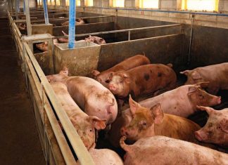 Antibiotici in allevamento, quanti rischi siamo disposti a tollerare? CARNE AGRICOLTURA INTENSIVA