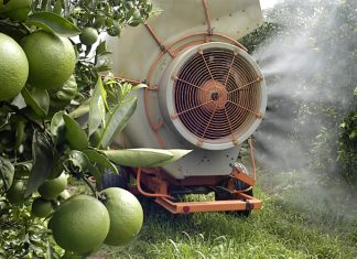 Frutta, verdura e pesticidi: la “Sporca dozzina”