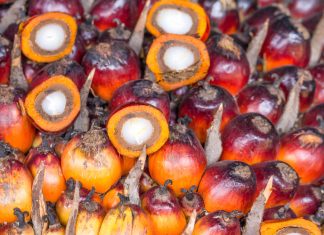 Olio di palma & co.: ecco quanti grassi saturi contengono