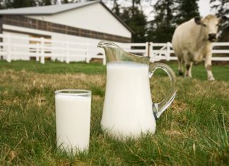 Guerra del latte, Coldiretti: Lactalis guadagna e beffa gli allevatori