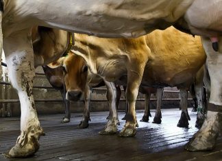 Lavoro minorile e deforestazione: il doppio guaio per Jbs, colosso mondiale della carne CARNE
