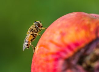 Pesticidi neonicotinoidi, nel 2017 una nuova valutazione dell’Efsa