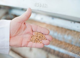Spaghetti e glifosato, De Bonis: “Il governo vieti l’erbicida nel grano importato”