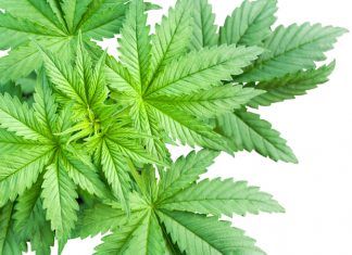 Speranza ci ripensa e non vieta il cbd. Ma la cannabis light va verso il monopolio