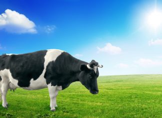 Mucche al pascolo? Danno latte più ricco in vitamine e omega3 CARNE