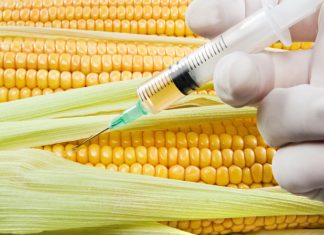 Usa, General Mills indica in etichetta gli Ogm