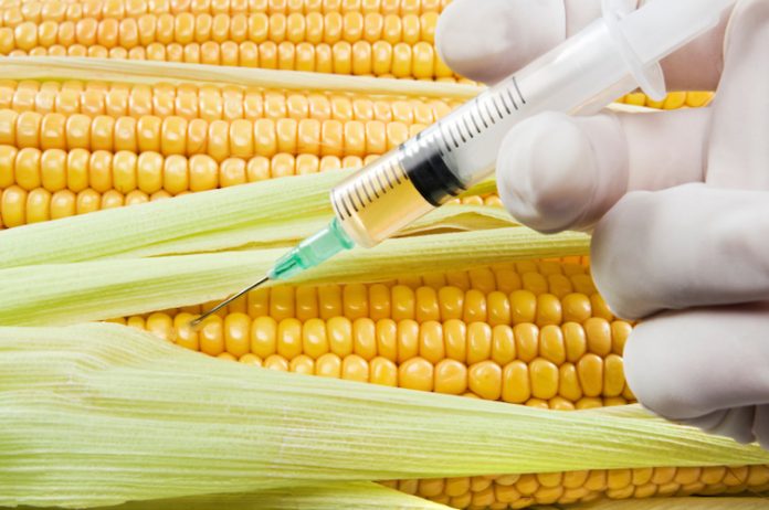 ogm - mais - usa - monsanto