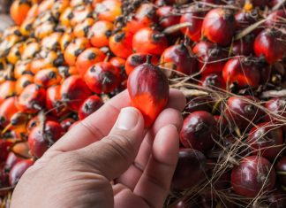 Olio di palma sostenibile? Sì ma solo in apparenza