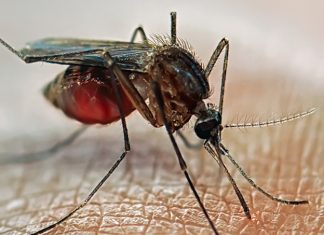 Via libera dell’Oms alle zanzare Ogm contro lo Zika
