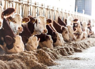 Hamburger e antibiotico-resistenza: negli allevamenti troppi trattamenti preventivi PFAS ANTIBIOTICI CARGILL