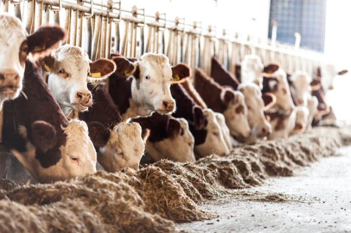 allevamenti bovini PFAS PFAS ANTIBIOTICI CARGILL