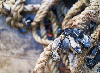 Cozze da piattaforma inquinate, allarme Greenpeace