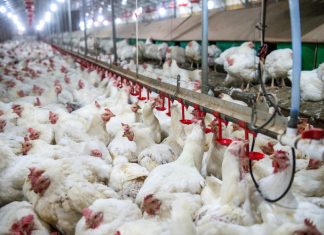 Ciwf scrive alla Lorenzin: stop antibiotici agli animali