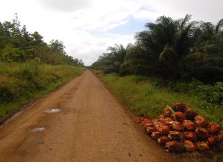 Greenpeace: “Stop alla deforestazione per piantare palme da olio”