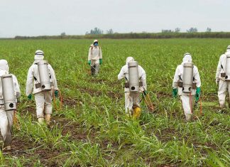 Glifosato, le prime analisi in Italia: è una roulette russa
