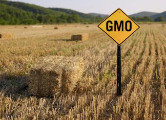 La lobby europea contro gli Ogm che vuole un’etichettatura trasparente fino in fondo OGM PESTICIDI GENETICI