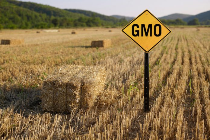 ogm - messico OGM PESTICIDI GENETICI