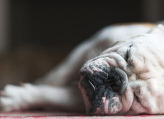 La cannabis light funziona anche come terapia per cani e gatti