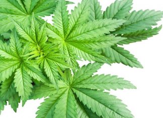 Sulla cannabis non facciamo di tutta un’erba un fascio