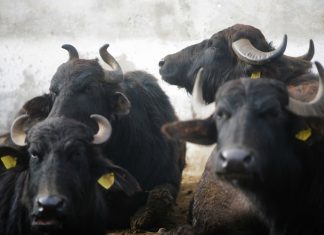 Mozzarella di bufala nel caos, controlli concordati e false certificazioni