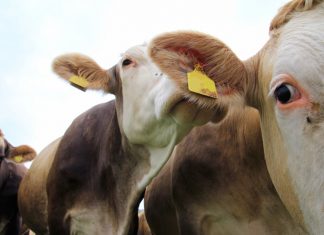 Mucca pazza, Francia paese “controllato”. Più ispezioni in Italia MUCCA PAZZA