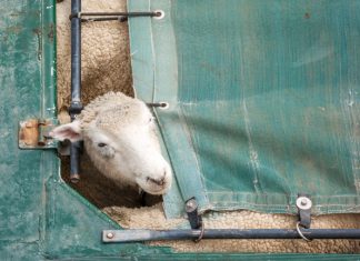 Stop ai viaggi della morte, la campagna animalista
