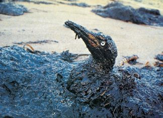 Report Stop Ttip: Così le compagnie fossili denunciano gli Stati per bloccare la transizione ecologica