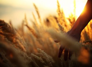 Le analisi francesi: pasta e cereali con tracce di glifosato