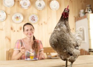 Non avete una gallina in casa? Allora vi serve il Test-Salvagente