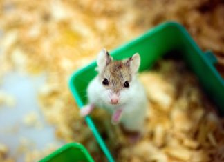 Sperimentazione, nel 2014 “usati” 691mila animali