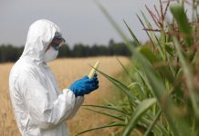 Corte di giustizia Ue: legittimo il divieto italiano di coltivare mais Ogm OGM