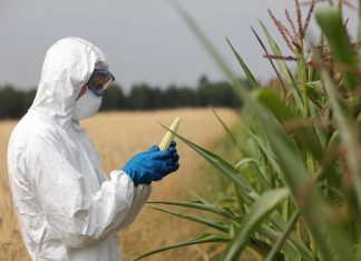 Corte di giustizia Ue: legittimo il divieto italiano di coltivare mais Ogm OGM
