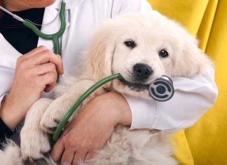 Gli antibiotici per cani e gatti possono far male anche al padrone FARMACI VETERINARI