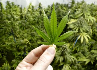La bufala del piccolo chimico che trasforma la marijuana light in erba da sballo CANNABIS
