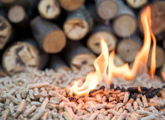 Il Report europeo: “Commissione Ue sacrifica le foreste per produrre biomasse per combustibili”