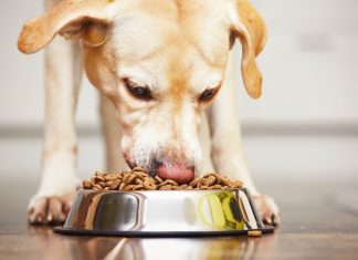Rischio salmonellosi, ritirato cibo per cani della Natures Menu