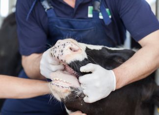 Carne avariata in Sicilia: “Ecco come scambiavano il bestiame malato con quello sano”