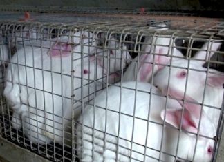 Conigli in gabbie come fogli A4, l’Ue verso un primo stop