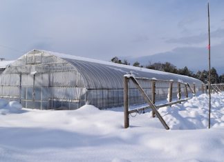 Freddo e neve fanno impennare i prezzi delle verdure