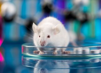 Sperimentazione animale, meno cavie ma non decollano i metodi alternativi SPERIMENTAZIONE