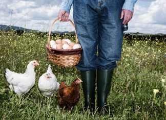 Ciwf: “Carrefour faccia chiarezza su stop alle uova da galline in gabbia” BENESSERE ANIMALE