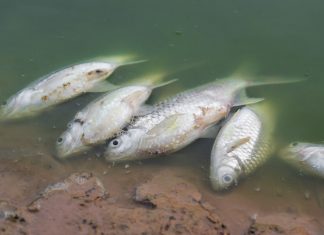 Il Po? Avvelenato (anche) da pesticidi di 25 anni fa