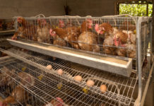 L’Estonia dice addio alle gabbie per le galline: dal 2035 vietate anche quelle “arricchite” GALLINE OVAIOLE ALLEVAMENTI IN GABBIA